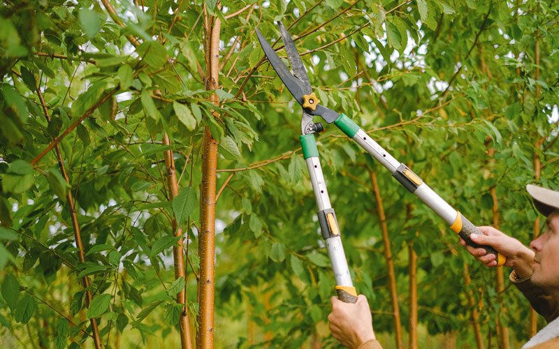 Tree trimming in Kintyre, ND