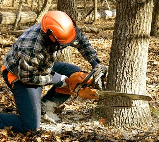 Tree Removal in Kintyre, ND